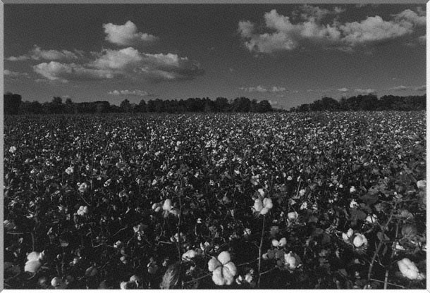 a song called" WALKING IN HIGH COTTON" - Yesteryears by Joel Palmer archive photo