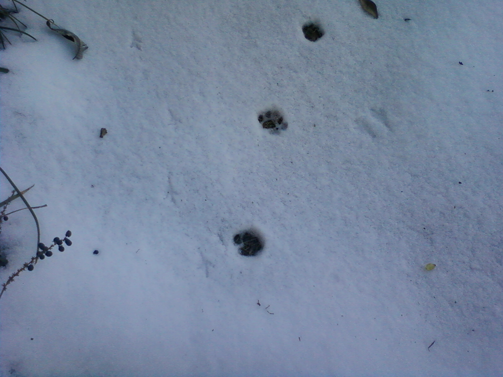 Jan. 13, 2011 - Tracks photo 1 of 2